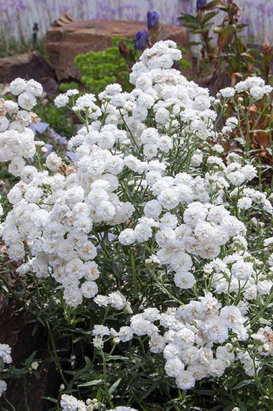 Achillea Angel’s Breath